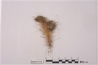 藏品(長蒴苔)的圖片